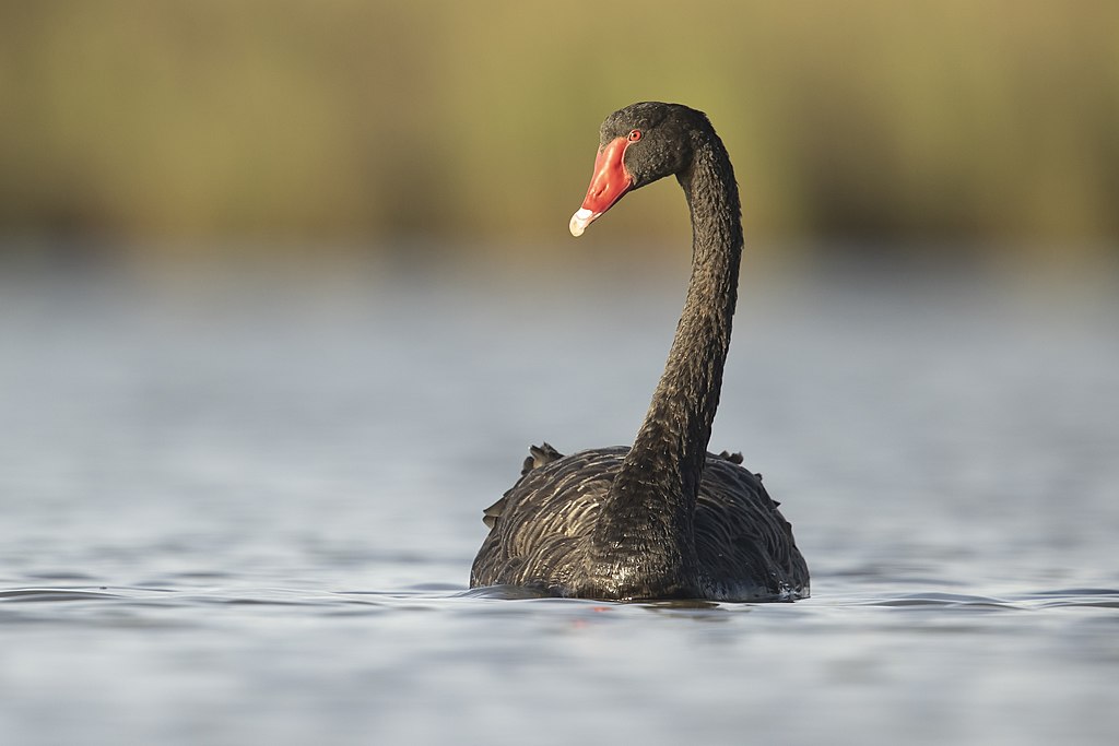 Black Swan Image