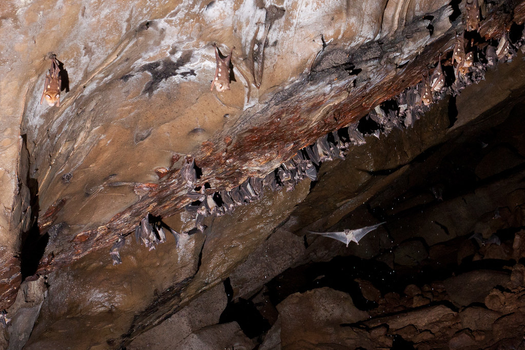 Bat Cave Image