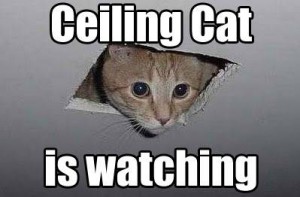 Ceiling Cat Image