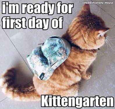 Kittengarden Image